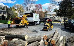 Professional Tree Removal and Landscaping Services in Mount Shasta, CA